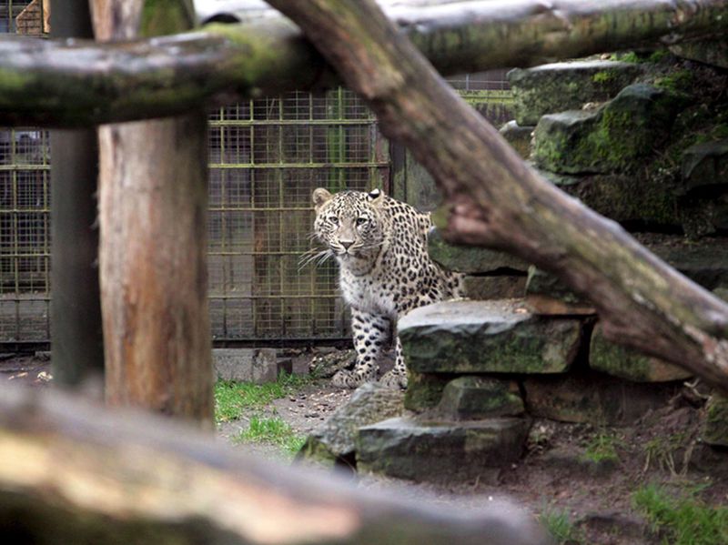 Tragedija u nizozemskom safari-parku: Radnica preminula nakon napada leoparda