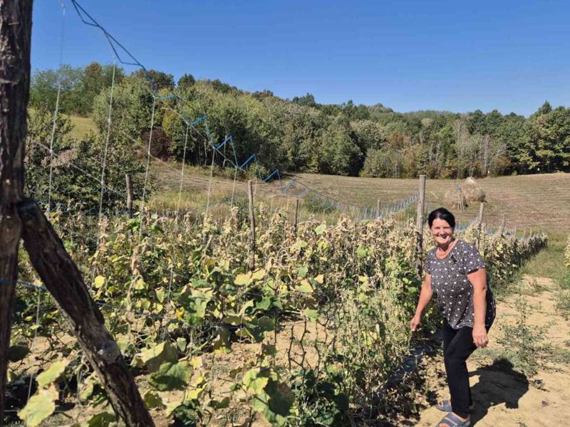 Cjelodnevni rad na parcelama: Uzgajivači kornišona nalaze računicu unatoč suši i manjku radnika