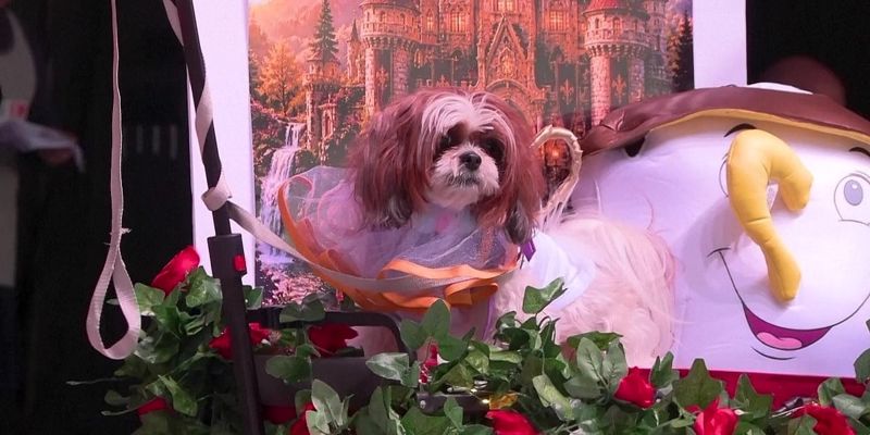 Muzičke legende i poznati mjuzikli: Održan nesvakidašnji maskenbal za ljubimce na Floridi