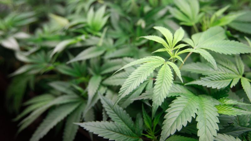 Opsežno istraživanje ukazuje na vezu između legalizacije kanabisa i povećanog rizika od srčanih oboljenja