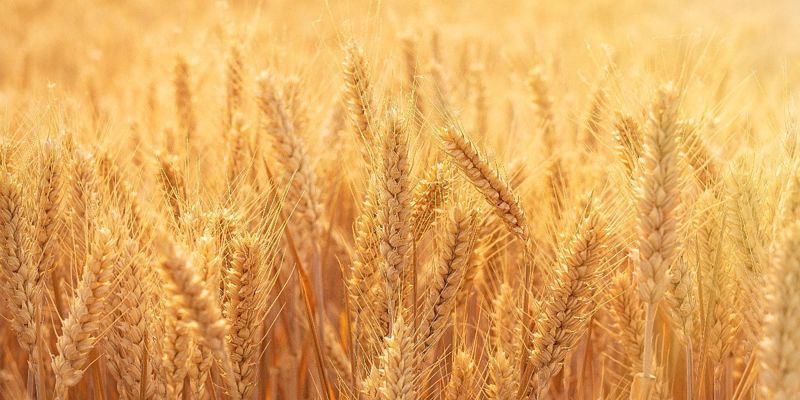 Završetak berbe kukuruza u Semberiji i početak priprema za jesenju sjetvu