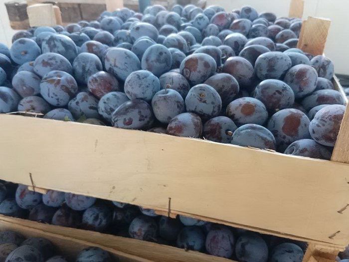 Značajan pad prinosa voća u BiH, žitarice i povrće bilježe rast