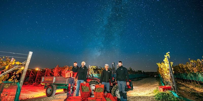 Uspješna berba na Duvanjskom polju: Vinarija Knebu ubrala oko 70 tona grožđa na 1.000 metara visine