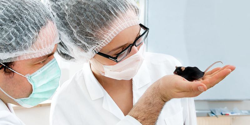 Agent umjetne inteligencije samostalno odabrao i primijenio terapiju na mozgu miša