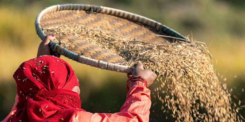 Tradicionalna žetva riže u Nepalu: Drevni običaji i ekonomski značaj ključne žitarice