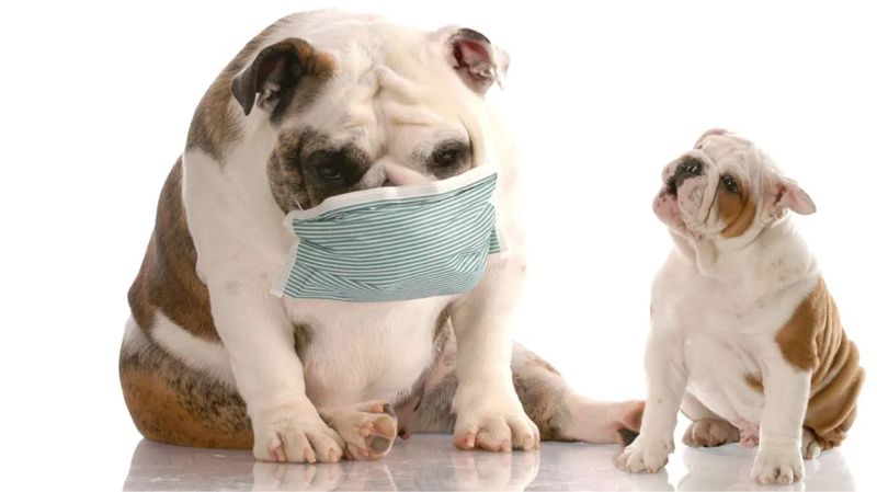 Učestalo češanje i lizanje šapa kod pasa: Kako prepoznati simptome alergije i kada posjetiti veterinara