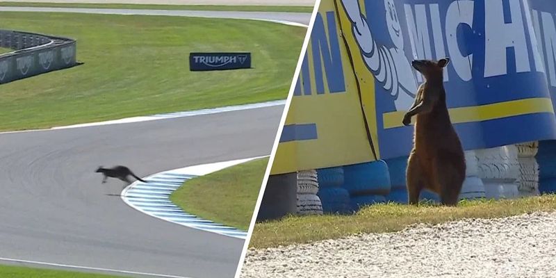 Neobičan prekid na MotoGP-u: Valabi prekinuo trening na Phillip Islandu