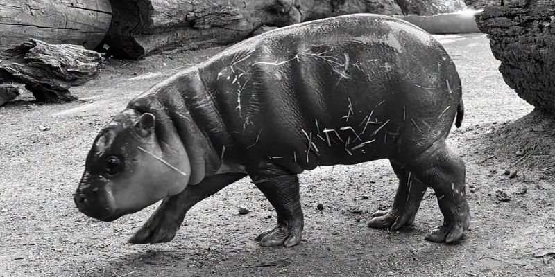Uginulo mladunče patuljastog nilskog konja u zagrebačkom Zoološkom vrtu: Udruženja traže obustavu razmnožavanja