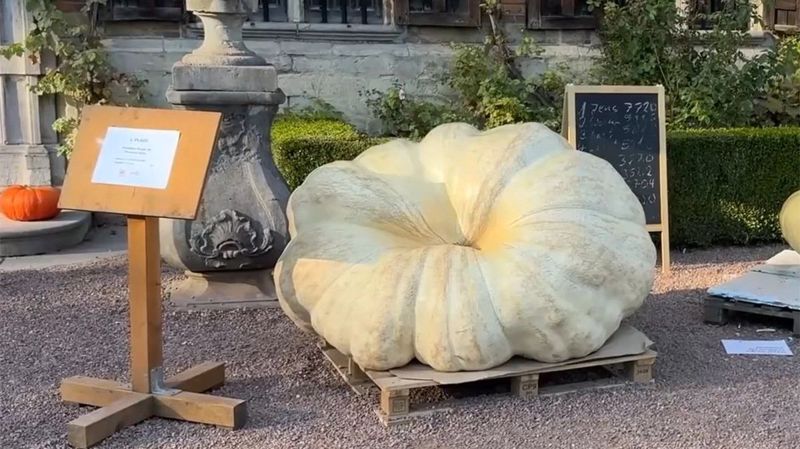 Jesenja atrakcija u blizini Brisela: Izložena džinovska tikva mase 772 kilograma