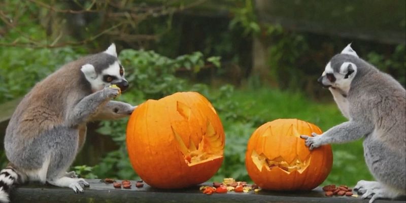 Zabava u engleskom zoološkom vrtu: Lemuri i makakiji istražuju poslastice u bundevama