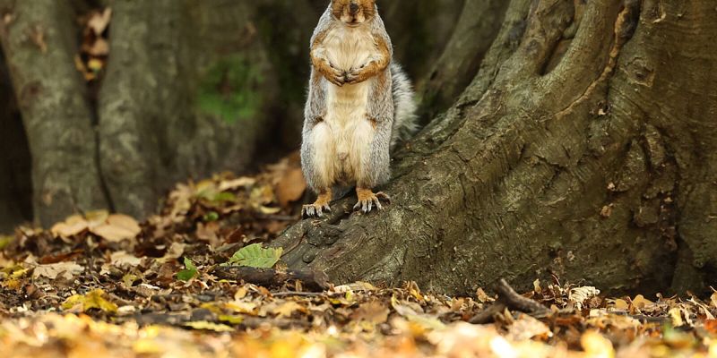 Prizor opuštene vjeverice u Londonu pred najavljeno pogoršanje vremena
