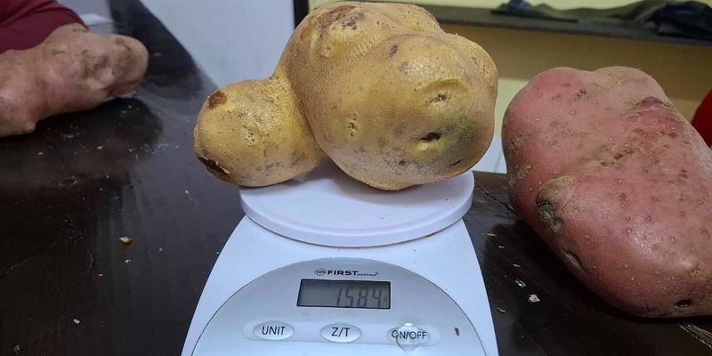 Mirza Kovačević osvojio prvo mjesto na Danima glamočkog krompira s primjerkom od 1,58 kilograma