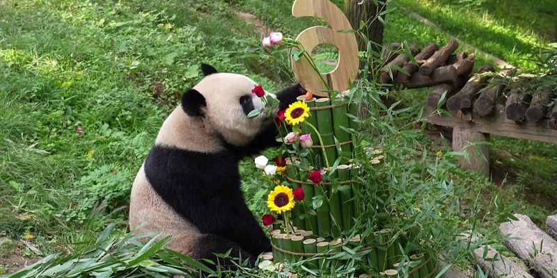 Panda Qin Hua proslavila šesti rođendan uz nesvakidašnju tortu od bambusa
