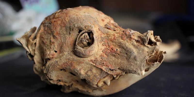 Arheološko otkriće u Peruu: Pronađeni mumificirani ostaci peruanskog psa bez dlake stari 1.200 godina
