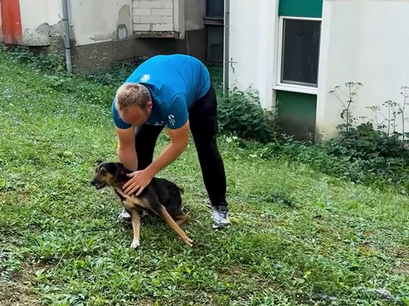 Uspješna akcija u Jajcu: Zbrinuto 17 napuštenih pasa