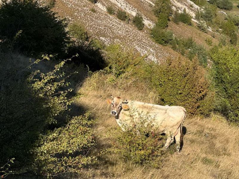 Pad otkupnih cijena i rast troškova ugrožavaju mljekare u USK: Proizvodnja bi mogla znatno opasti