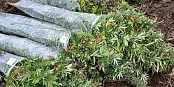 Policijska akcija "Fix" na području USK: Otkrivena velika plantaža kanabisa i uhapšena jedna osoba