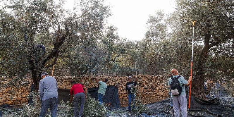 Napad na berače maslina na Zapadnoj obali: Izraelska vojska upotrijebila suzavac, doseljenici bacali kamenje